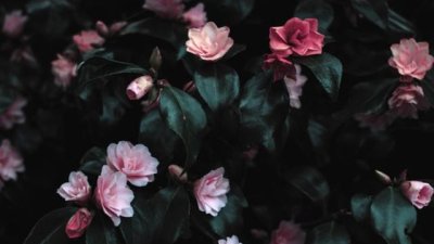 Мисъл на деня за... красотата на душата