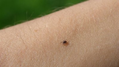 Кърлежи и комари през лятото