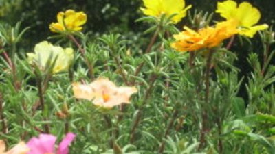 Калдъръмче