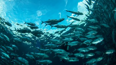 Знаете ли, че... херингите общуват помежду си чрез пръцкане?