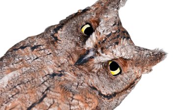 Знаете ли, че... лешоядите помагат на хората в откриването на спукани тръби?