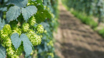 Ползи за здравето от хмела 