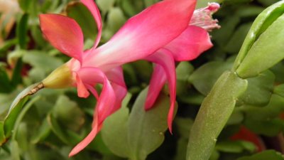 Коледниче – зимната радост у дома