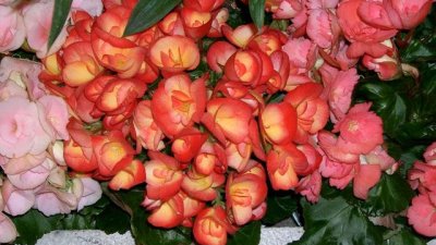 Бегония - крехка и изящна