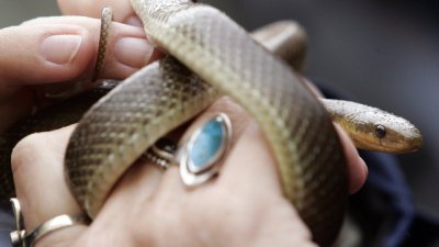 Какви бижута да носим в годината на черната водна змия?