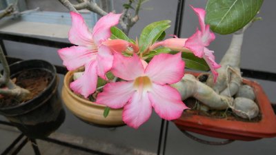 Адениум – пустинната роза