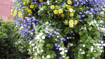 Кое цвете можем да насадим навсякъде – идеалната декорация?