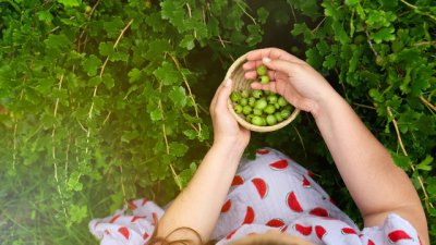 Фитоестрогени – какво представляват и къде да ги намерим