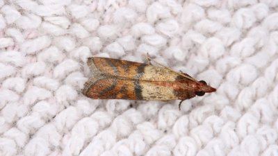 Елиминирайте молците от дома!