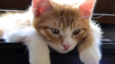 Коте или Зайче – с какви имена те нарича