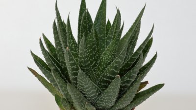 Гастерия – сукулент с красиви листа