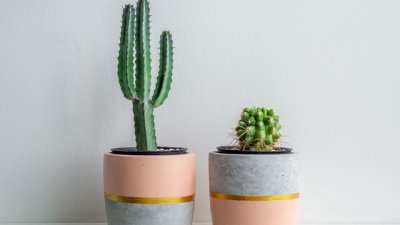 Как правилно да поливаме кактуса? 