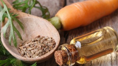 Масло от семена на морков и неговите ползи