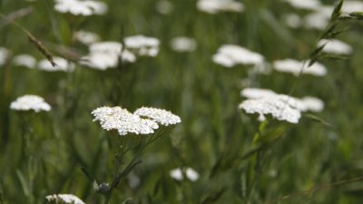 Фестивал на билките на Еньовден