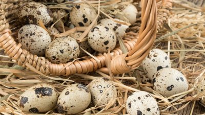 Ползите от пъдпъдъчите яйца