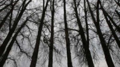 Стотици еколози на протест заради спорните промени в Закона за горите