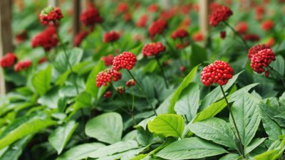 Корейски червен женшен за отслабване