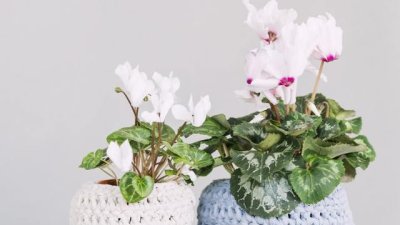 3 съставки, които ще съживят цветята