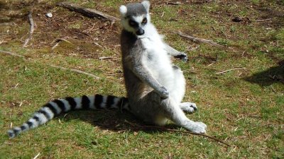 Знаете ли, че... лемурите са свещени в Мадагаскар? 