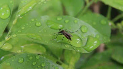 Растения, с които да прогоните комарите вкъщи и в градината 