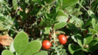 Мечо грозде