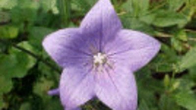 Андреев ден