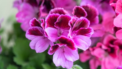 Как да подновим цъфтежа на мушкатото