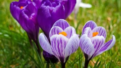 Честита първа пролет!