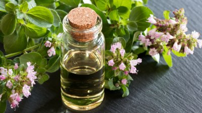 Антистареещи ползи от етеричното масло от риган