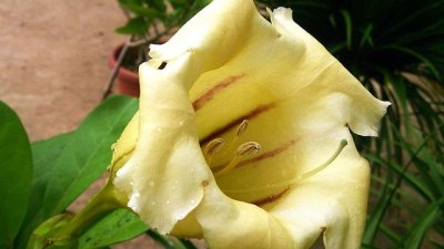 Соландра – красиво увивно украшение