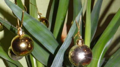 Да подготвим цветята за коледната веселба