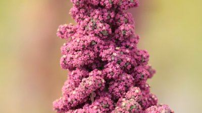 Киноа – непозната и екзотична