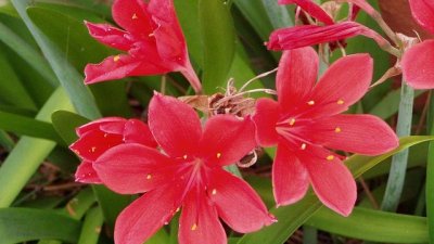 Валота – непретенциозна и лесна за отглеждане