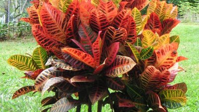 Кодиум – есенни багри в дома