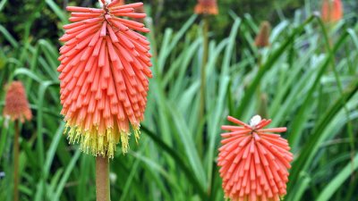 Книфофия – африканският пламък