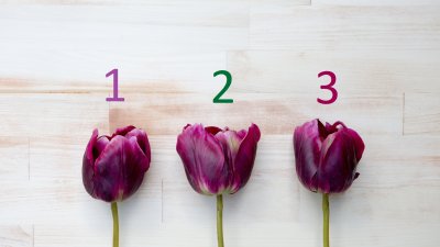 Тест: Изберете цвете и вижте какво ви очаква през месец март