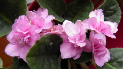 Противозачатъчни за буен растеж