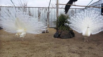 Топ туристическа дестинация – фермата за пауни край Бургас