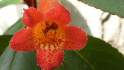 Колерия – леко претенциозна, но прелестна!