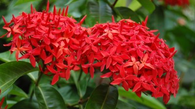 Иксора – переста и с настроение