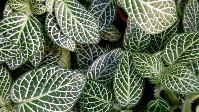 Фитония – полъх от тропиците