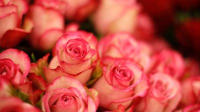 Лесни съвети да запазим розите свежи по-дълго