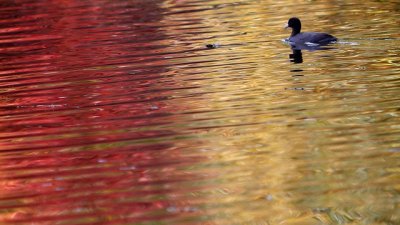 Любовни есенни рими – 16-а част