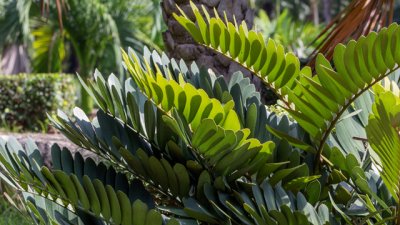 Замия – красива палма в дома