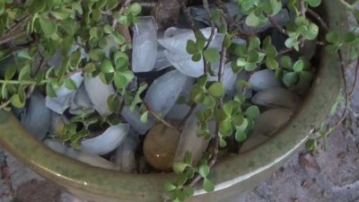 Хитро поливане на цветя с кубчета лед