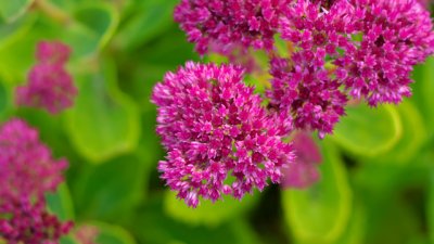 Тлъстига – красив домашен дебелец