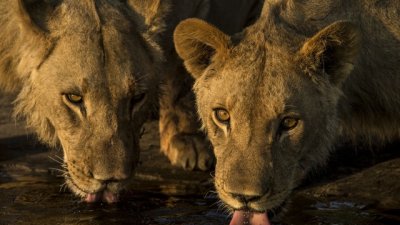 „Месец на големите котки“ – вдъхновяващи истории за големи котки от цял свят