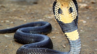 Знаете ли, че... някои змии могат да не ядат 2 години?