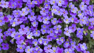 Аубриеция – пищна украса за балкона и градината 