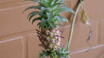 Как да си отглеждаме ананас-джудже?